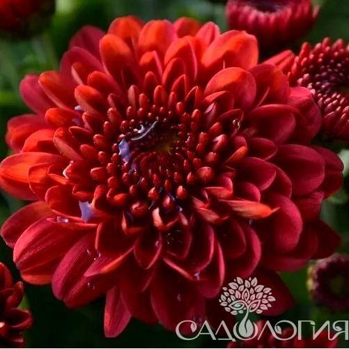 Интернет Магазин Сады Эдема Каталог 2022 Весна